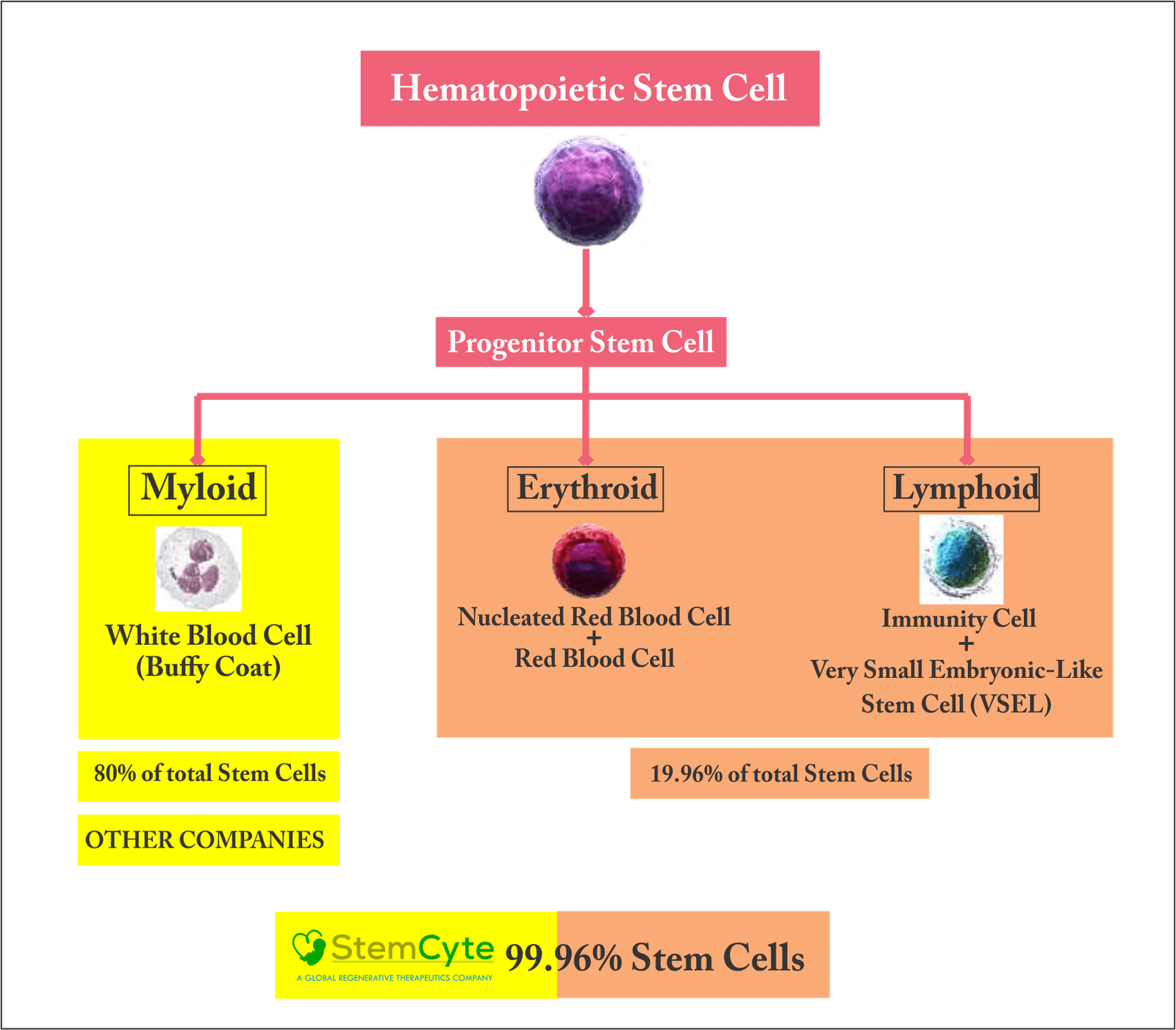 Nucleated Red Blood Cells Nrbc The Transplant Accelerator Nrbc Engraftment Stemcyte India